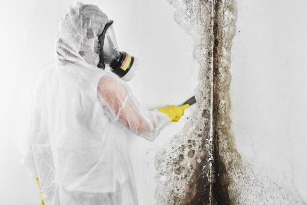 Best Mold Prevention Services  in Massanetta Springs, VA